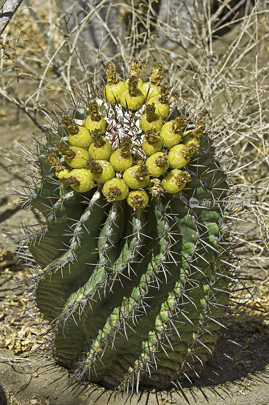 Ferocactus townsendianus，水果，汤森德桶仙人掌，汤森德桶仙人掌，拉巴斯仙人掌花园，索诺拉沙漠，南下加利福尼亚，墨西哥。仙人掌科。